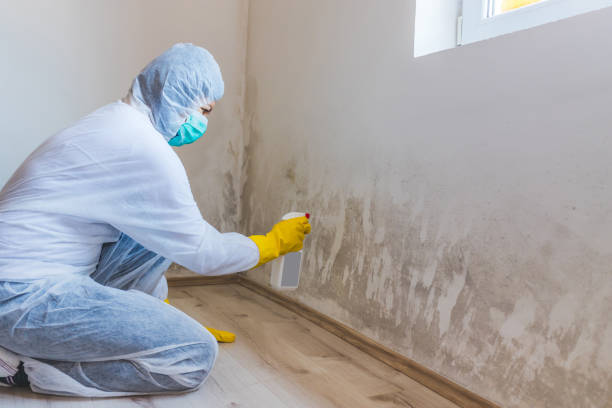 Licensed Mold Remediation service in Highland Park, NJ - Mold Remediation HQ
