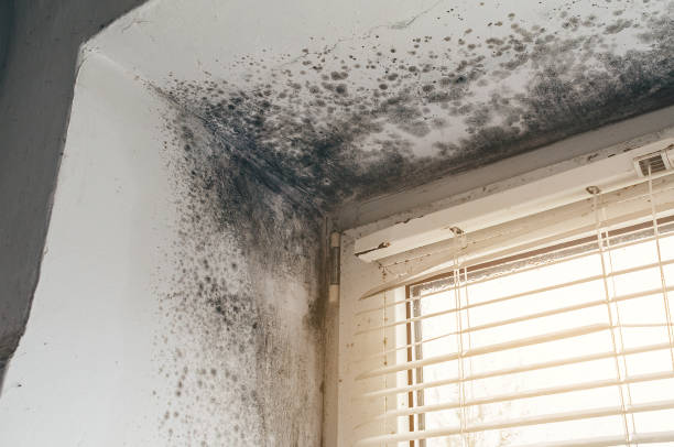 Affordable Mold Remediation solutions in Highland Park, NJ